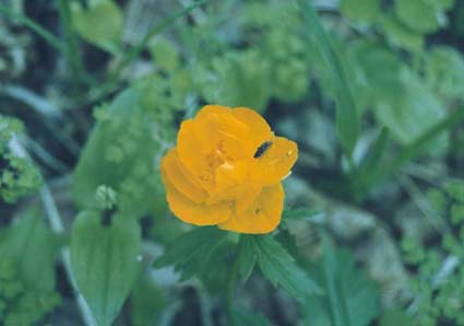 Trollblume.