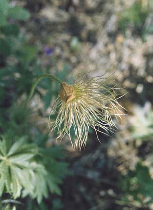 Küchenschelle.