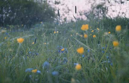 Wie war das? Blumen? Überall, das Paradies.
