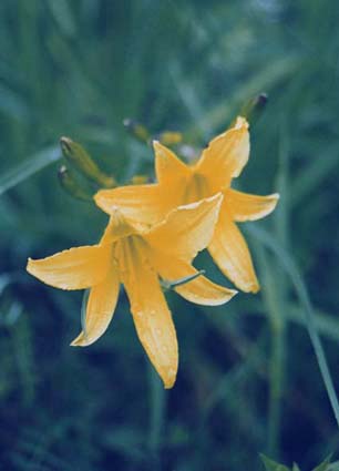 Lilien.
